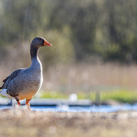 Buy canvas prints of Greylag goose (Anser anser) by chris smith