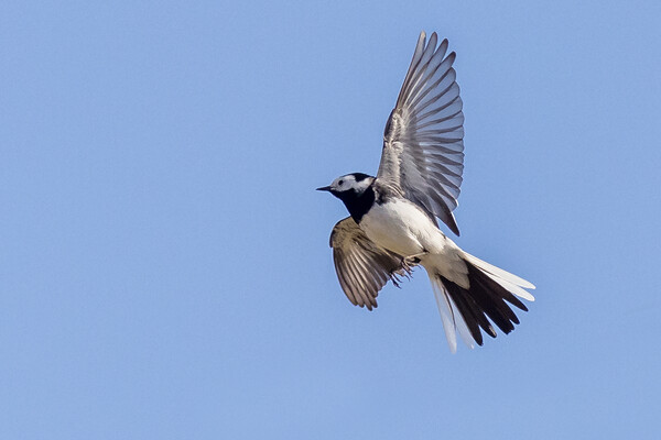 Pied wagtail (Motacilla alba) Picture Board by chris smith