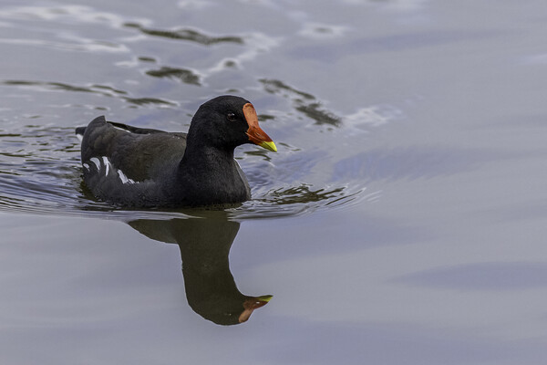 Moorhen (Gallinula chloropus) Picture Board by chris smith