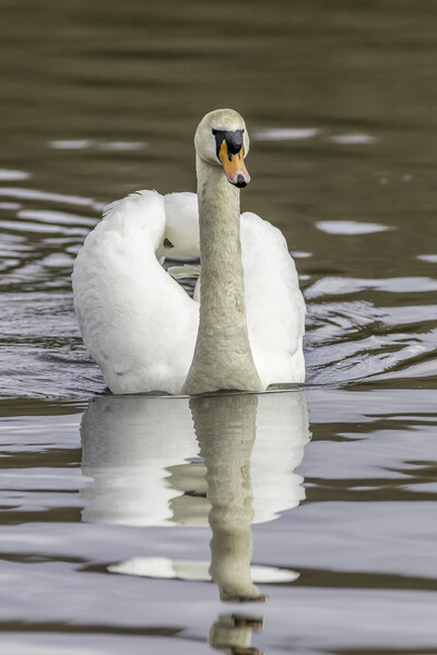 Mute swan (Cygnus olor) Picture Board by chris smith