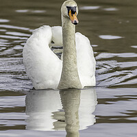 Buy canvas prints of Mute swan (Cygnus olor) by chris smith