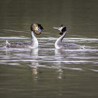 Buy canvas prints of Great crested grebe (Podiceps cristatus) by chris smith