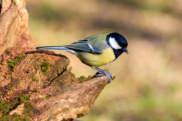 Great Tit (Parus major) Picture Board by chris smith