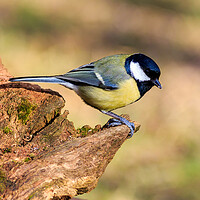 Buy canvas prints of Great Tit (Parus major) by chris smith