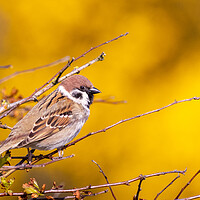 Buy canvas prints of Tree sparrow (Passer montanus) by chris smith