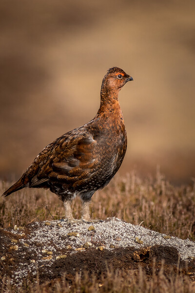 Red grouse (Lagopus lagopus) Picture Board by chris smith