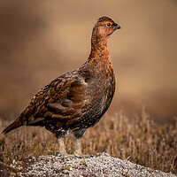 Buy canvas prints of Red grouse (Lagopus lagopus) by chris smith
