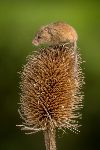 Harvest mouse Picture Board by chris smith