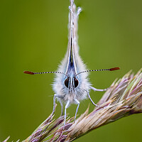 Buy canvas prints of Common blue butterfly  by chris smith