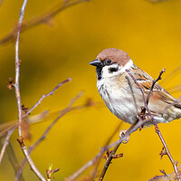Buy canvas prints of Tree sparrow (Passer montanus) by chris smith