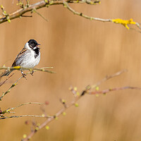 Buy canvas prints of Reed bunting (Emberiza schoeniclus) by chris smith