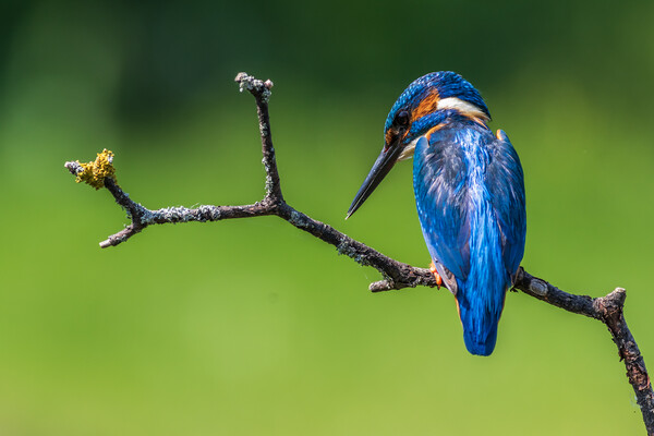 kingfisher (Alcedo atthis) Picture Board by chris smith