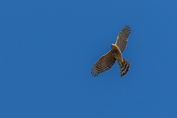 Kestrel (Falco tinnunculus) Picture Board by chris smith