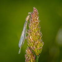Buy canvas prints of Damselfly by chris smith