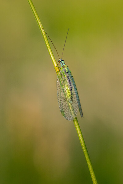 Lacewing (Chrysopidae) Picture Board by chris smith