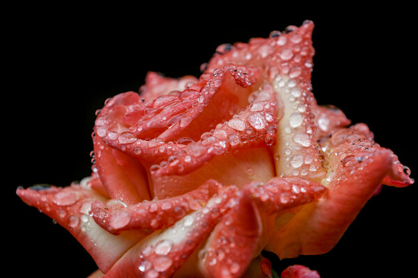 Rose with rain drops Canvas Print by chris smith