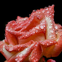 Buy canvas prints of Rose with rain drops by chris smith