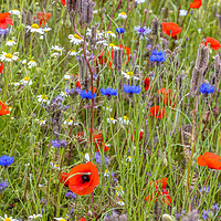 Buy canvas prints of wildflower meadow by chris smith