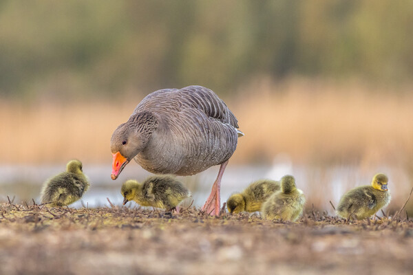 Greylag goose Family Picture Board by chris smith