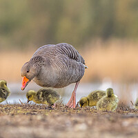 Buy canvas prints of Greylag goose Family by chris smith