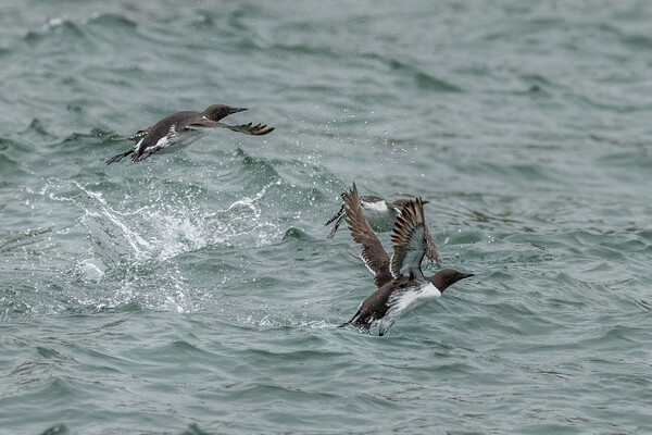 Guillemot (Uria aalge) Picture Board by chris smith