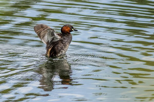 Little grebe (Tachybaptus ruficollis) Picture Board by chris smith