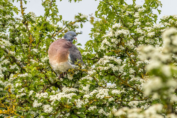Woodpigeon (Columba palumbus) Picture Board by chris smith