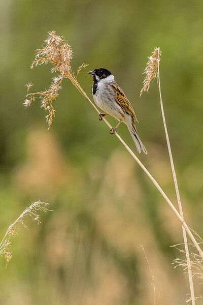Reed bunting (Emberiza schoeniclus) Picture Board by chris smith