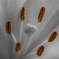 Buy canvas prints of Lily lilium by chris smith