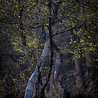 Buy canvas prints of Woodland by chris smith