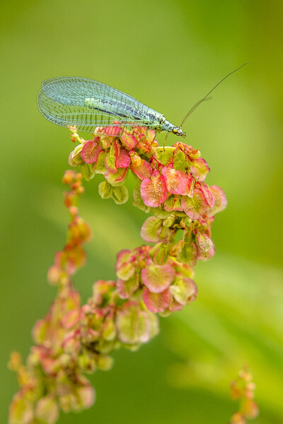 lacewing (Chrysoperla carnea) Picture Board by chris smith