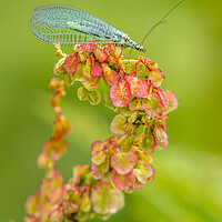 Buy canvas prints of lacewing (Chrysoperla carnea) by chris smith