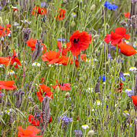 Buy canvas prints of wildflower meadow by chris smith