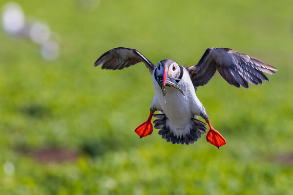 Puffin (Fratercula arctica) Picture Board by chris smith