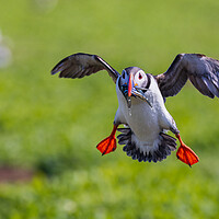 Buy canvas prints of Puffin (Fratercula arctica) by chris smith