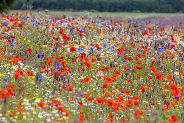wildflower meadow Picture Board by chris smith