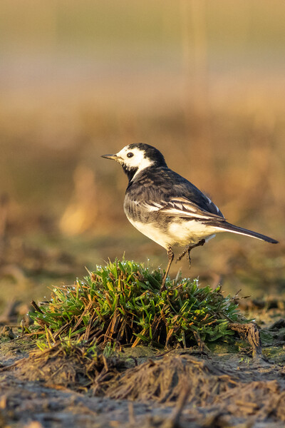 Pied wagtail (Motacilla alba) Picture Board by chris smith