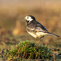 Buy canvas prints of Pied wagtail (Motacilla alba) by chris smith