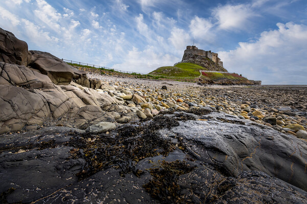 Lindisfarne castle Picture Board by chris smith
