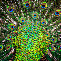 Buy canvas prints of peacock by chris smith
