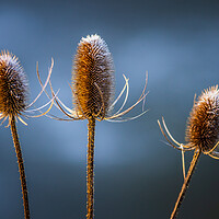 Buy canvas prints of Thistle  by chris smith