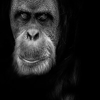 Buy canvas prints of Orangutan by chris smith