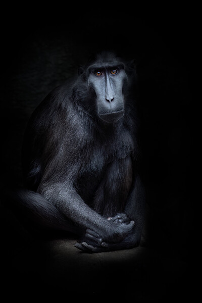 sulawesi crested macaque Picture Board by chris smith