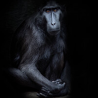 Buy canvas prints of sulawesi crested macaque by chris smith