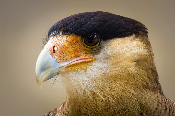 Crested Caracara Picture Board by chris smith