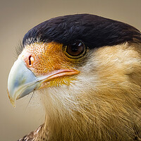 Buy canvas prints of Crested Caracara by chris smith