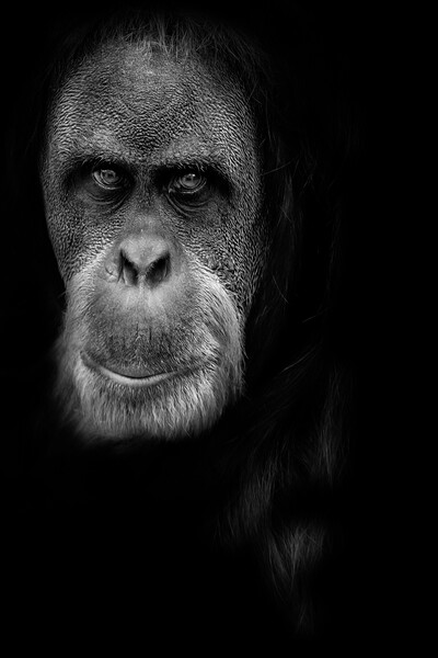 Orangutan Picture Board by chris smith