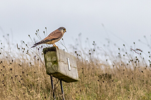 Kestrel (Falco tinnunculus) Picture Board by chris smith