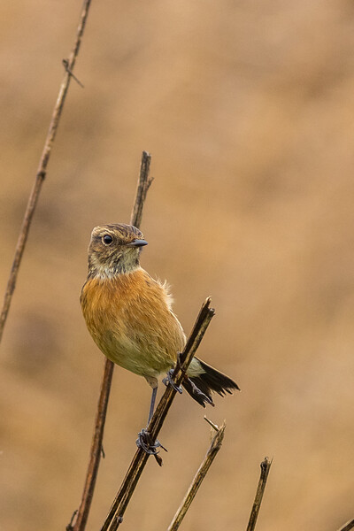 Stonechat (Saxicola rubicola) Picture Board by chris smith