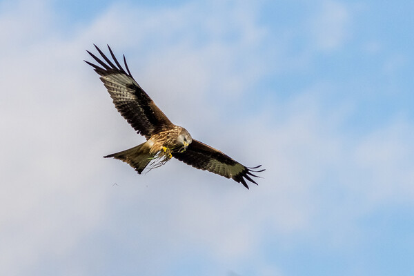 Red Kite (Milvus milvus) Picture Board by chris smith